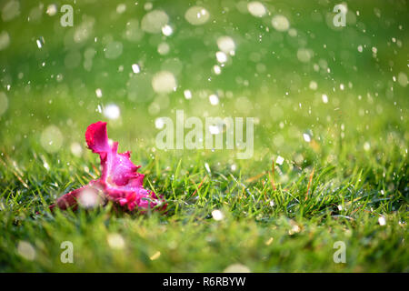 Soft Focus von Close up alleine rosa Blume mit schweren Regen auf grünem Gras Feld in frischen Morgen natürliche Hintergrund. Weltwassertag und Traurigkeit, einsame Konzept. Stockfoto