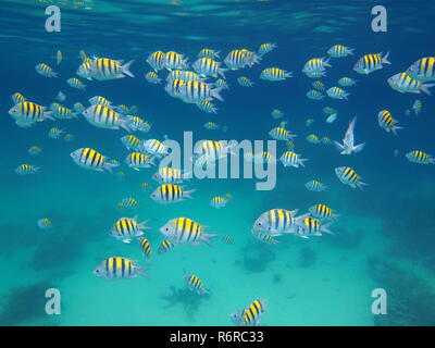 Eine Schule des Fisches Sergeant Major, Abudefduf saxatilis, Unterwasser im Karibischen Meer Stockfoto