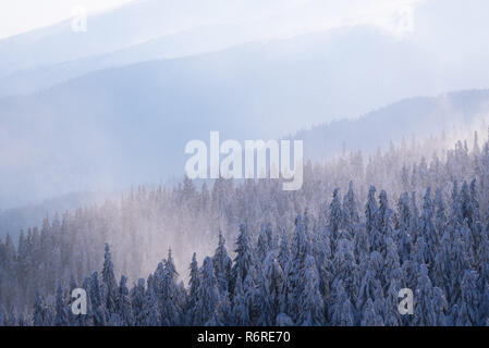 Misty Hills im Winter. Wald an den Hängen der Berge Fichte. Natürliche Hintergrund Stockfoto