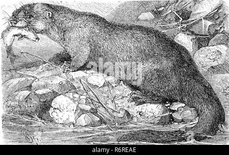 Digital verbesserte Reproduktion, Fischotter, Eurasischen river Otter, gemeinsame Otter und der Alten Welt, Otter, Fischotter, gemeiner, Fischotter Lutra Lutra, original Drucken aus dem 19. Jahrhundert Stockfoto