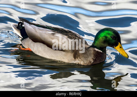 Schwimmen Mallard/Wildente im Bedfont Lakes Country Park, London, Vereinigtes Königreich Stockfoto