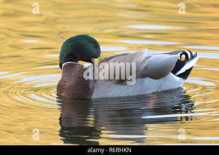 Schwimmen Mallard/Wildente im Bedfont Lakes Country Park, London, Vereinigtes Königreich Stockfoto