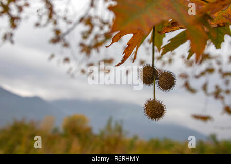 Zweige mit Herbst Blätter und Früchte auf einem unscharfen Hintergrund der Himmel mit Wolken und Berge Silhouetten. Griechenland Stockfoto