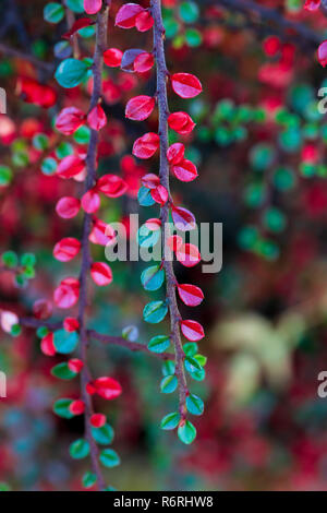 Unfocused und natürlichen Hintergrund von grünen und roten Blätter. Bokeh. Weihnachten Textur. Stockfoto