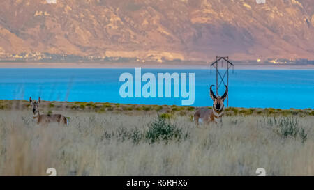 Pronghorn auf einer Wiese in der Nähe von Utah auf den See und die Berge Stockfoto