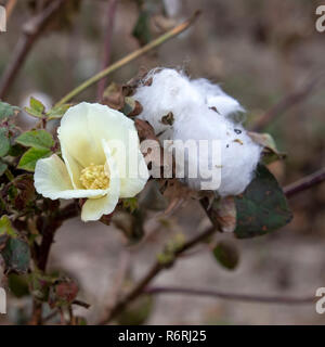 Blüte und Reife Baumwollpflanzen auf einem verschwommenen Hintergrund. Griechenland Stockfoto