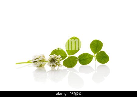 Junge Blume der Weißklee Stockfoto