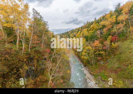 Bunte Baum im Herbst in der Nähe von Shirahige Wasserfall, Biei, Hokkaido, Japan Stockfoto