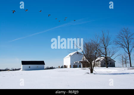 Old farm in a winter landscape with snow and flying geese over the blue sky Stockfoto