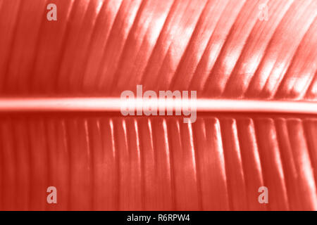 Lebende Koralle Farbe des Jahres 2019. Haupttrend natürlichen und authentischen Konzept. Stockfoto