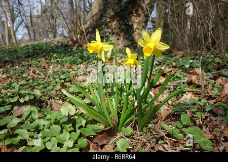 Ostern Glocken, wilde Narzissen in den Wald Stockfoto