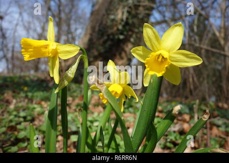 Ostern Glocken, wilde Narzissen in den Wald Stockfoto