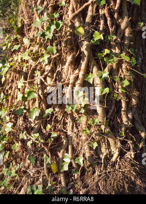 Nahaufnahme Reben auf baumrinde Textur mit grünen Blättern Stockfoto