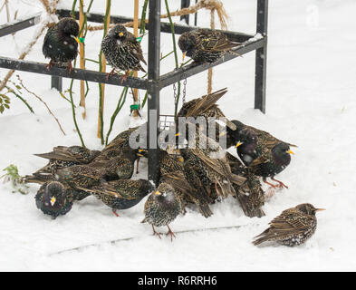 Schwarm Stare an einem Bird Feeder Stockfoto