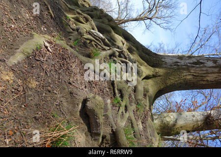 Buche Wurzeln am Hang Stockfoto