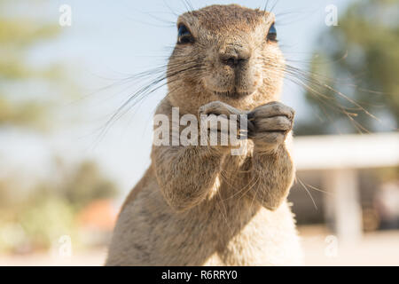 Namibien Wüste Stockfoto