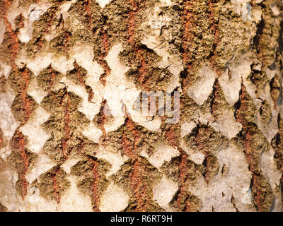 In der Nähe von Aspen split Baum Rinde Textur Stockfoto