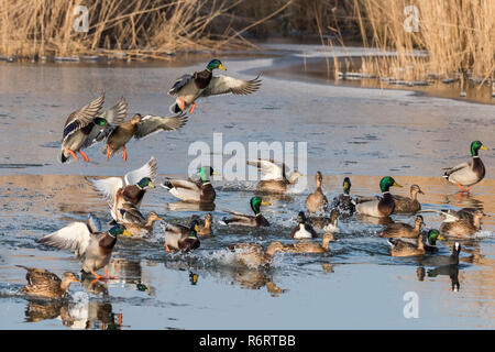 Eine Gruppe von Enten (common Mallard) fliegen und landen in einem Teich an einem sonnigen Tag im Winter. Der Teich ist teilweise eingefroren. Stockfoto