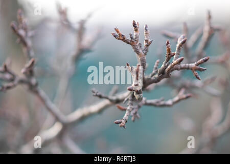 Zweige eines trockenen Pear Tree in Winter bewölkten Tag. Stockfoto