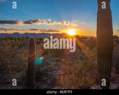 Schönen Sonnenuntergang mit Kaktus in Arizona Stockfoto