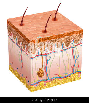 Schematische Darstellung der menschlichen Haut. Die Haut besteht aus den folgenden Schichten. Epidermis. Dermis. Schicht aus subkutaner Fettohipodermis. Stockfoto