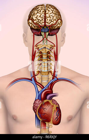 in dieser Abbildung sehen wir das Gehirn, die Halswirbel, das Herz und die Hauptarterien, die den Blutfluss zum Gehirn transportieren. Stockfoto