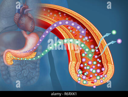 Illustration über die Bedeutung von Glukose und Insulin im menschlichen Körper. Glukose ist die wichtigste Energiequelle für den menschlichen Körper. Stockfoto