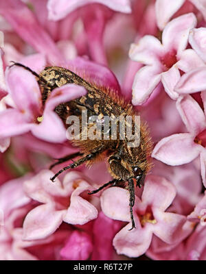 Oxythyrea funesta Trauer rose Käfer auf Kleinblütige lila Stockfoto