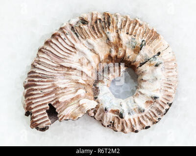 Ammonit fossil auf weißem Marmor Stockfoto