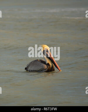 Pelikan schwimmt im Golf von Mexiko vor Sanibel Island Stockfoto