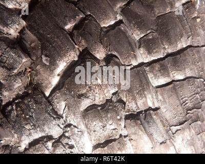 Nahaufnahme schwarze Textur von verbrannten verkohlten Baumstumpf Wald Holzkohle glänzend geknackt Stockfoto