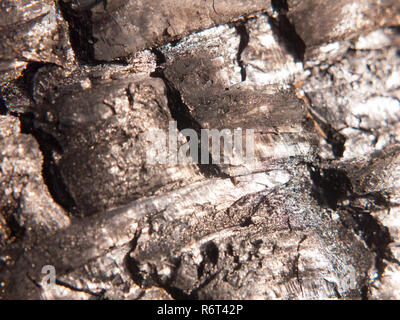 Nahaufnahme schwarze Textur von verbrannten verkohlten Baumstumpf Wald Holzkohle Stockfoto