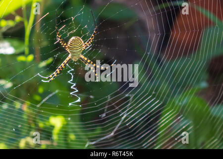 Argiope trifasciata, Gebändert orb weben Spinne im Netz Stockfoto