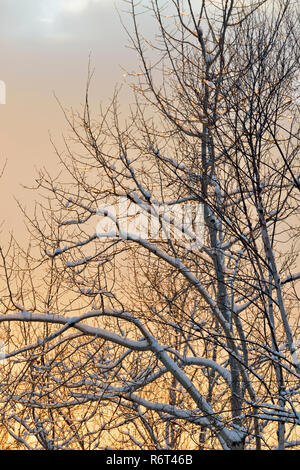 Abendlicht auf Schnee - Entstaubt Bäume im frühen Winter, Greater Sudbury, Ontario, Kanada Stockfoto