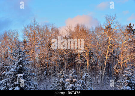 Abendlicht auf Schnee - Entstaubt Bäume im frühen Winter, Greater Sudbury, Ontario, Kanada Stockfoto