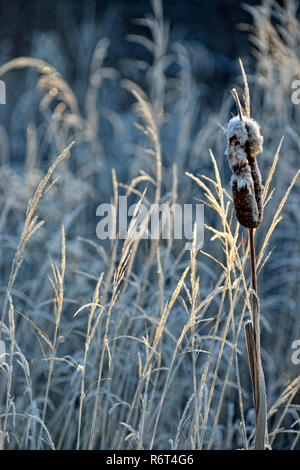 Frosted Rohrkolben und Gräser, Greater Sudbury, Ontario, Kanada Stockfoto