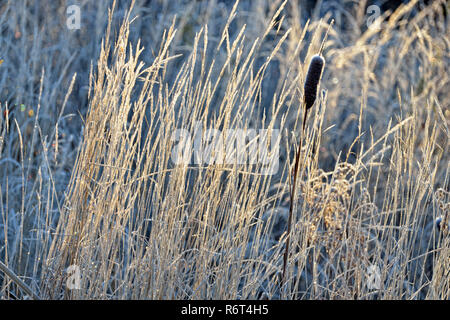 Frosted Rohrkolben und Gräser, Greater Sudbury, Ontario, Kanada Stockfoto