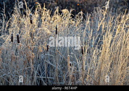 Frosted Rohrkolben und Gräser, Greater Sudbury, Ontario, Kanada Stockfoto