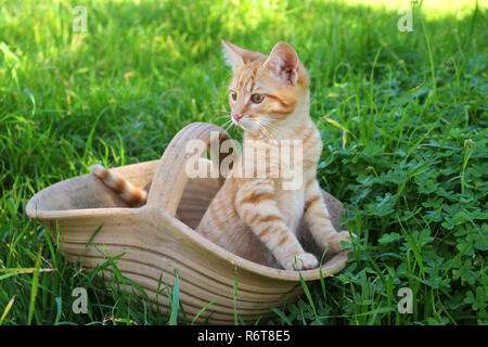 Junge ginger Cat, 3 Monate alt, Stockfoto
