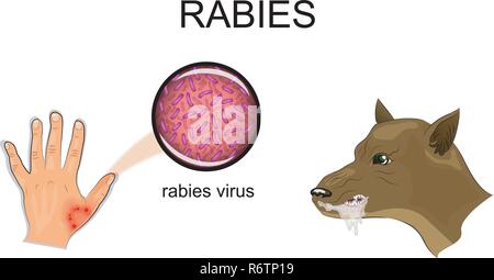 Abbildung: Ein Hund beißen, kranken Tier, das Tollwutvirus Stock Vektor