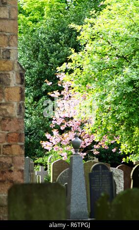 Blüte rosa Zierpflanzen Kirschbaum auf dem Friedhof der St. Machars Kathedrale. Alte Aberdeen, Schottland, Großbritannien. Stockfoto