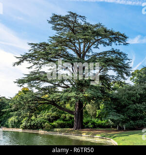 Die Gemeine Kiefer - Wächter des Waldes neben Claremont See Stockfoto