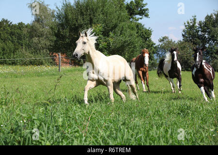 Palomino Quarter Horse läuft vor anderen auf Weideland Stockfoto