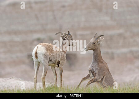 Ein paar Desert Bighorn Schafe Spielen in den Badlands Stockfoto