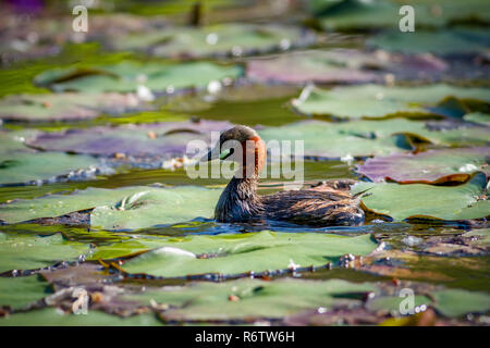 Wenig Zwergtaucher Vögel auf dem See Stockfoto