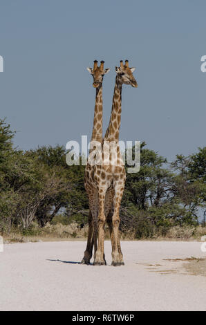 Männliche und weibliche Giraffe vor der Paarung Stockfoto