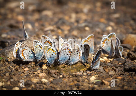 Viele hübsche gossamer - winged Schmetterlinge zusammen ruhen Stockfoto