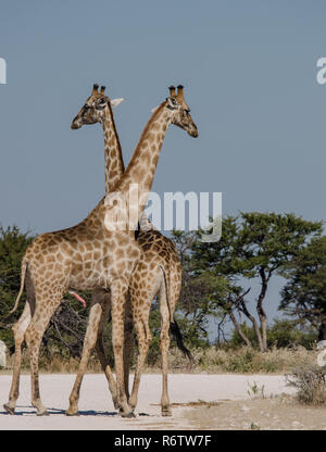 Männliche und weibliche Giraffe vor der Paarung Stockfoto