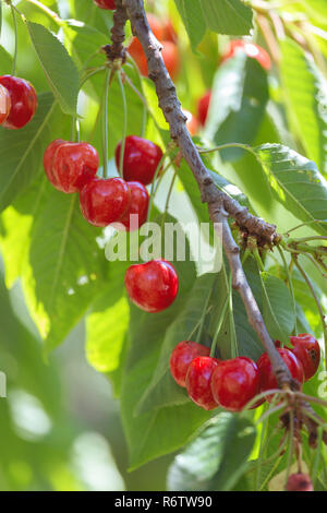 Reed kirsche Frucht am Baum Stockfoto