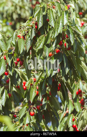 Reed kirsche Frucht am Baum Stockfoto